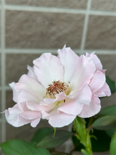 f:id:coffret11x:20230827191003j:image f:id:coffret11x:20230827191003j:image