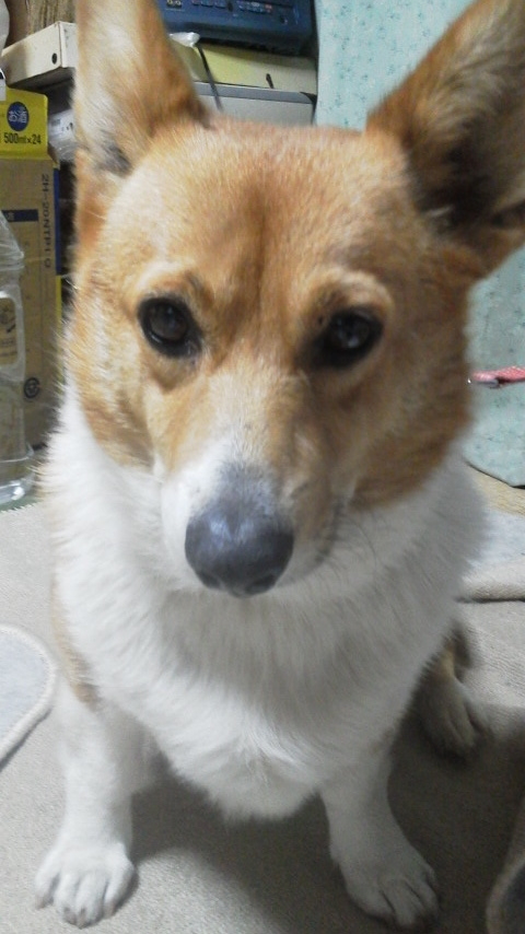 f:id:cogioya:20190127222447j:plain f:id:cogioya:20190127222447j:plain