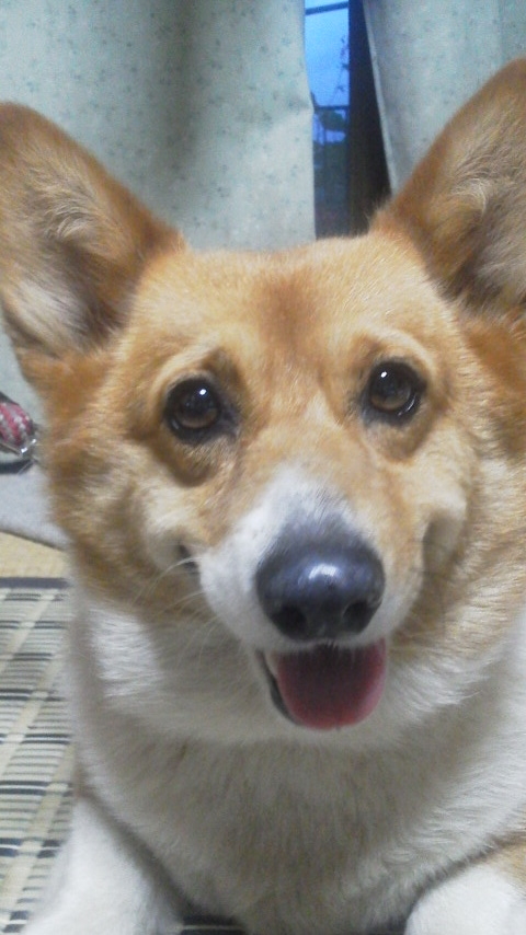 f:id:cogioya:20190130082434j:plain