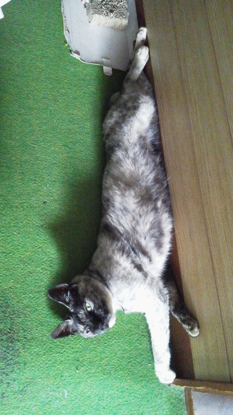 f:id:cogioya:20190201091017j:plain