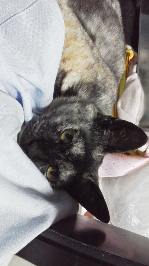 f:id:cogioya:20190203160258j:plain