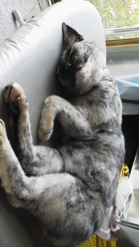 f:id:cogioya:20190203160643j:plain