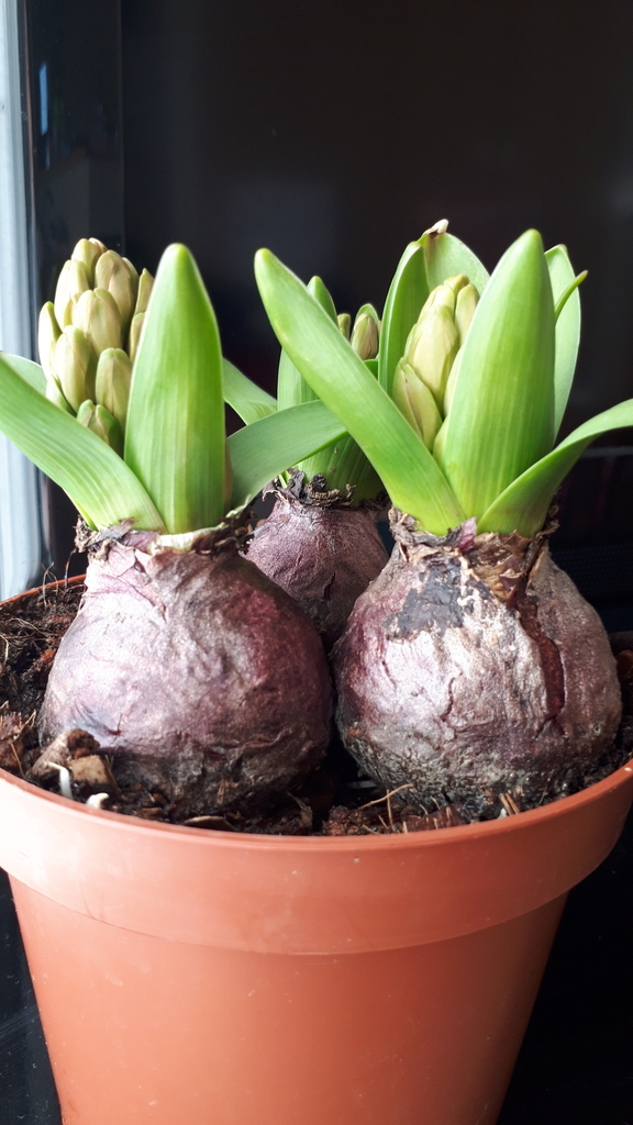 f:id:cogioya:20190205150642j:plain