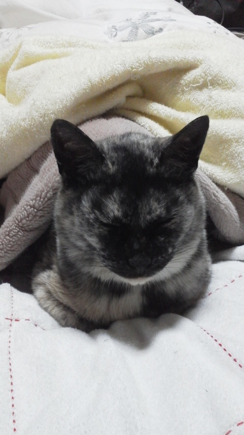 f:id:cogioya:20190207200701j:plain