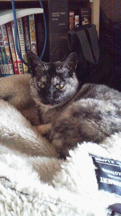 f:id:cogioya:20190211102704j:plain