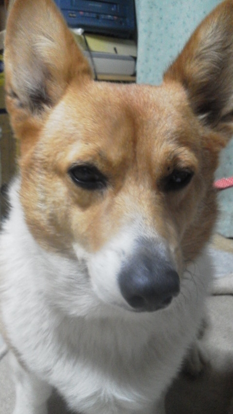 f:id:cogioya:20190215094809j:plain