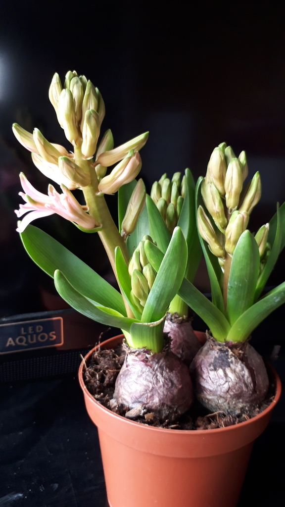 f:id:cogioya:20190218231605j:plain