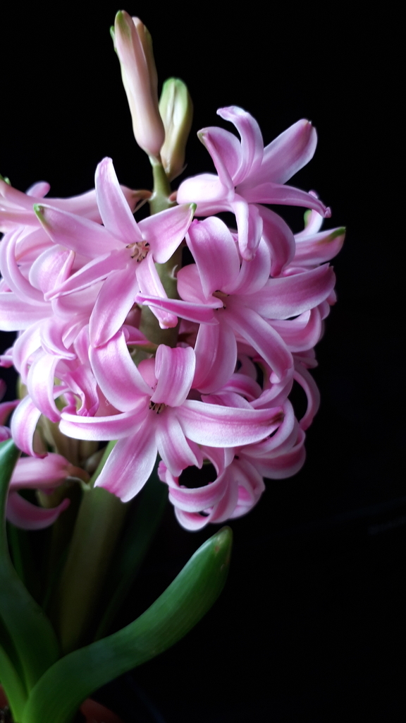 f:id:cogioya:20190218231717j:plain