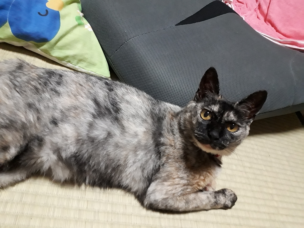 f:id:cogioya:20190219093243j:plain