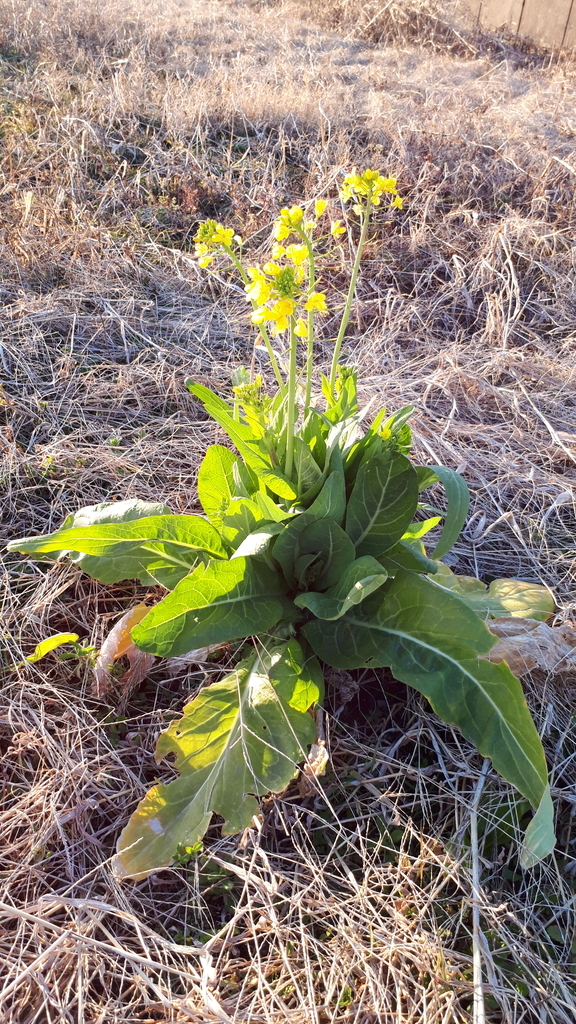 f:id:cogioya:20190225113902j:plain