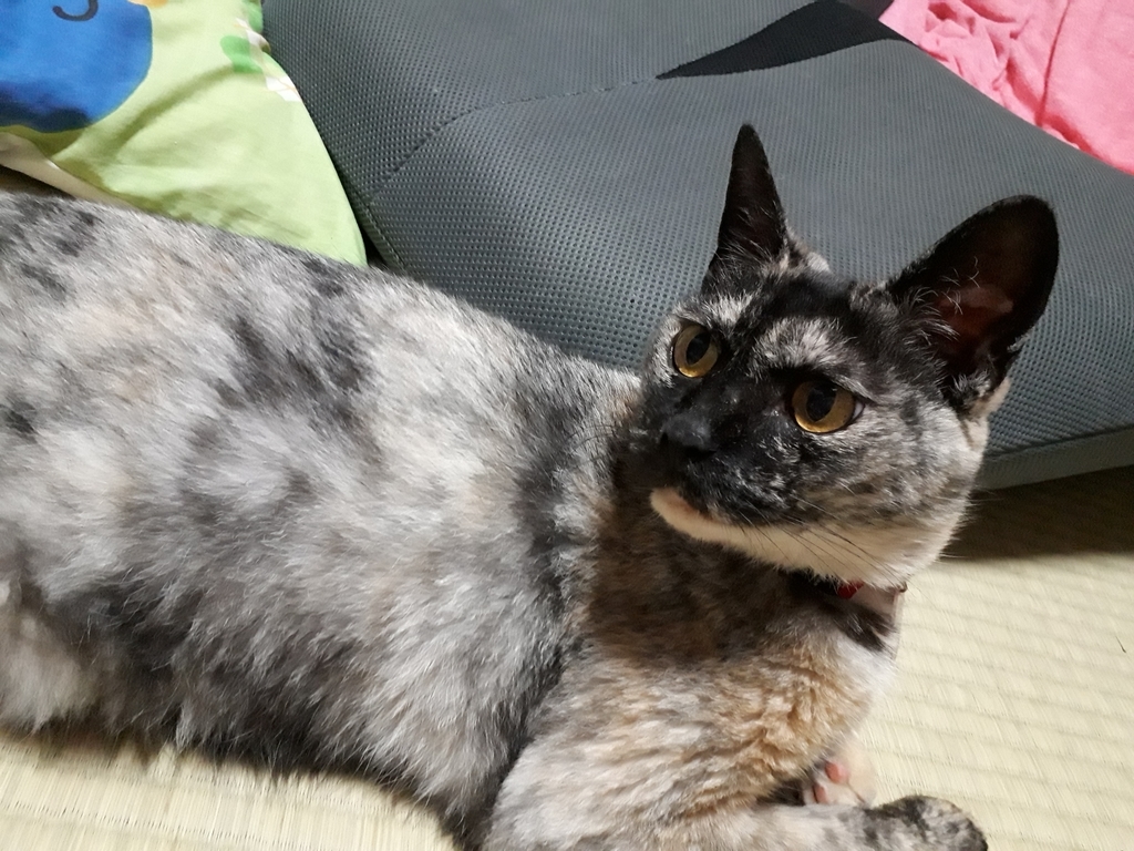 f:id:cogioya:20190309105258j:plain