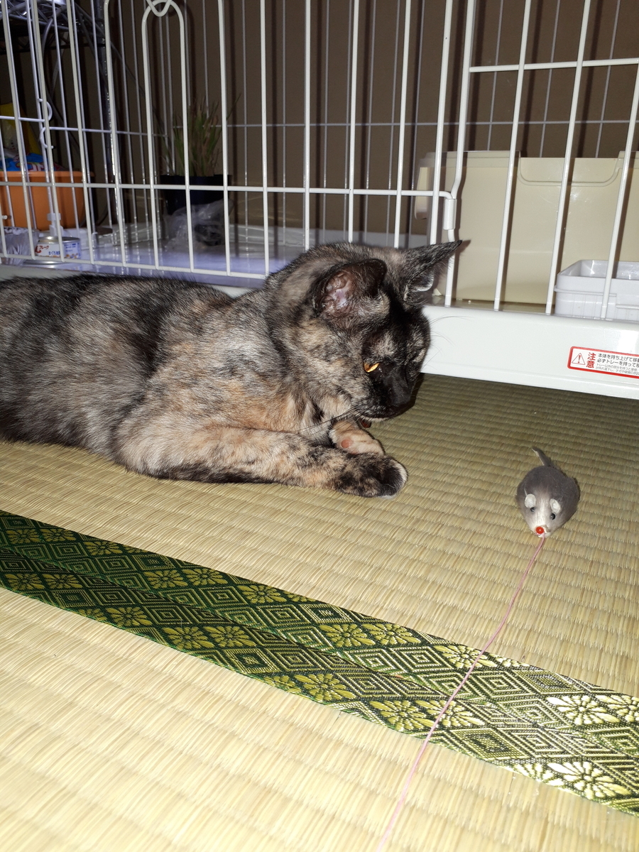 f:id:cogioya:20190315083839j:plain f:id:cogioya:20190315083839j:plain