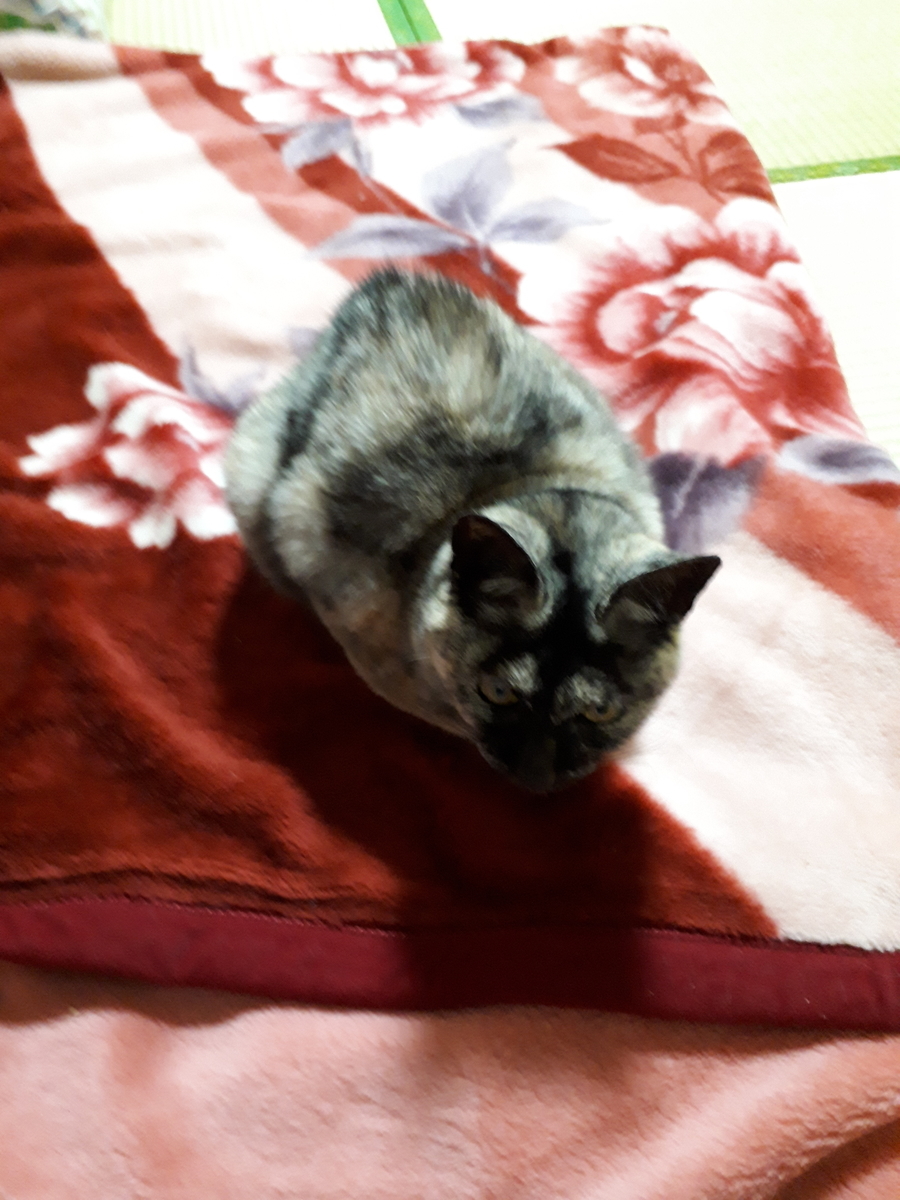 f:id:cogioya:20190317104533j:plain