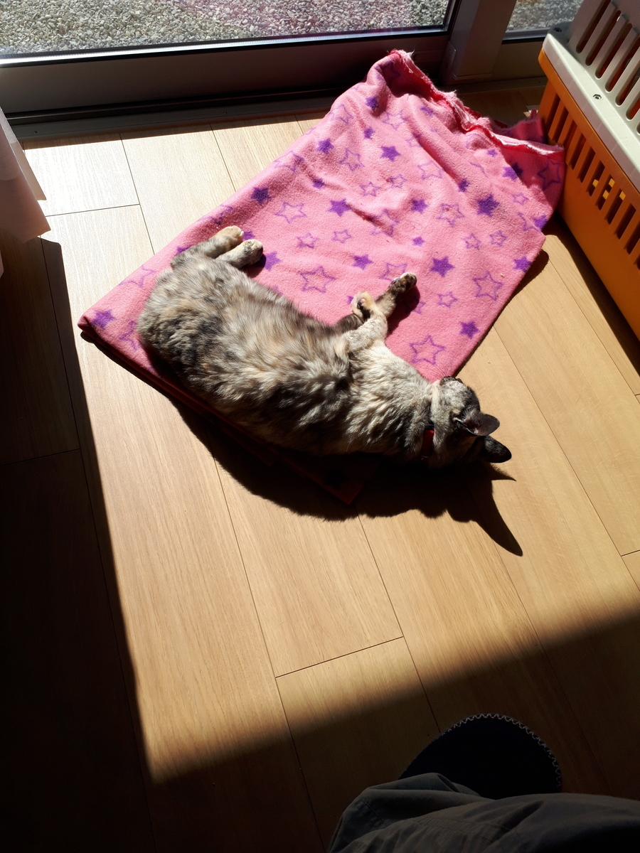 f:id:cogioya:20190321083029j:plain f:id:cogioya:20190321083029j:plain