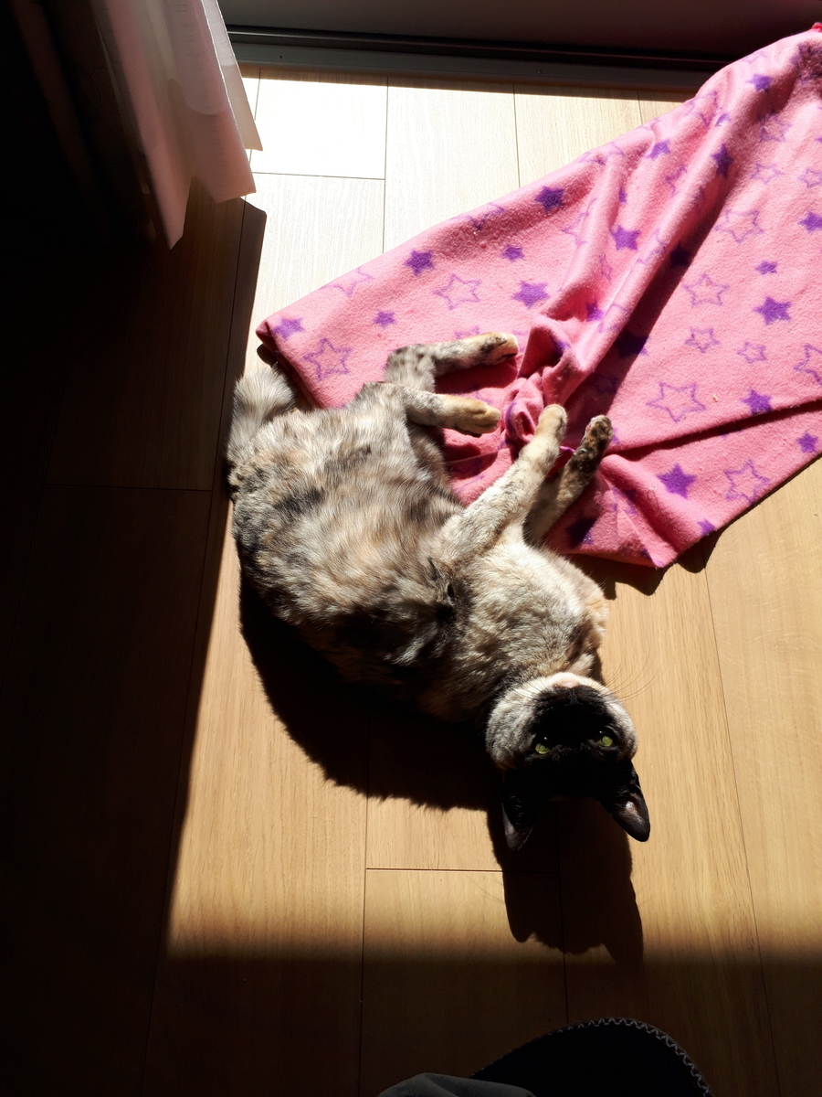 f:id:cogioya:20190327220533j:plain