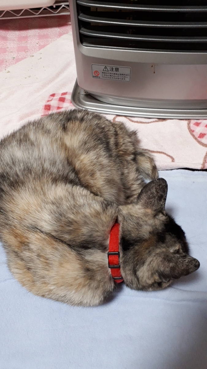 f:id:cogioya:20190401082241j:plain