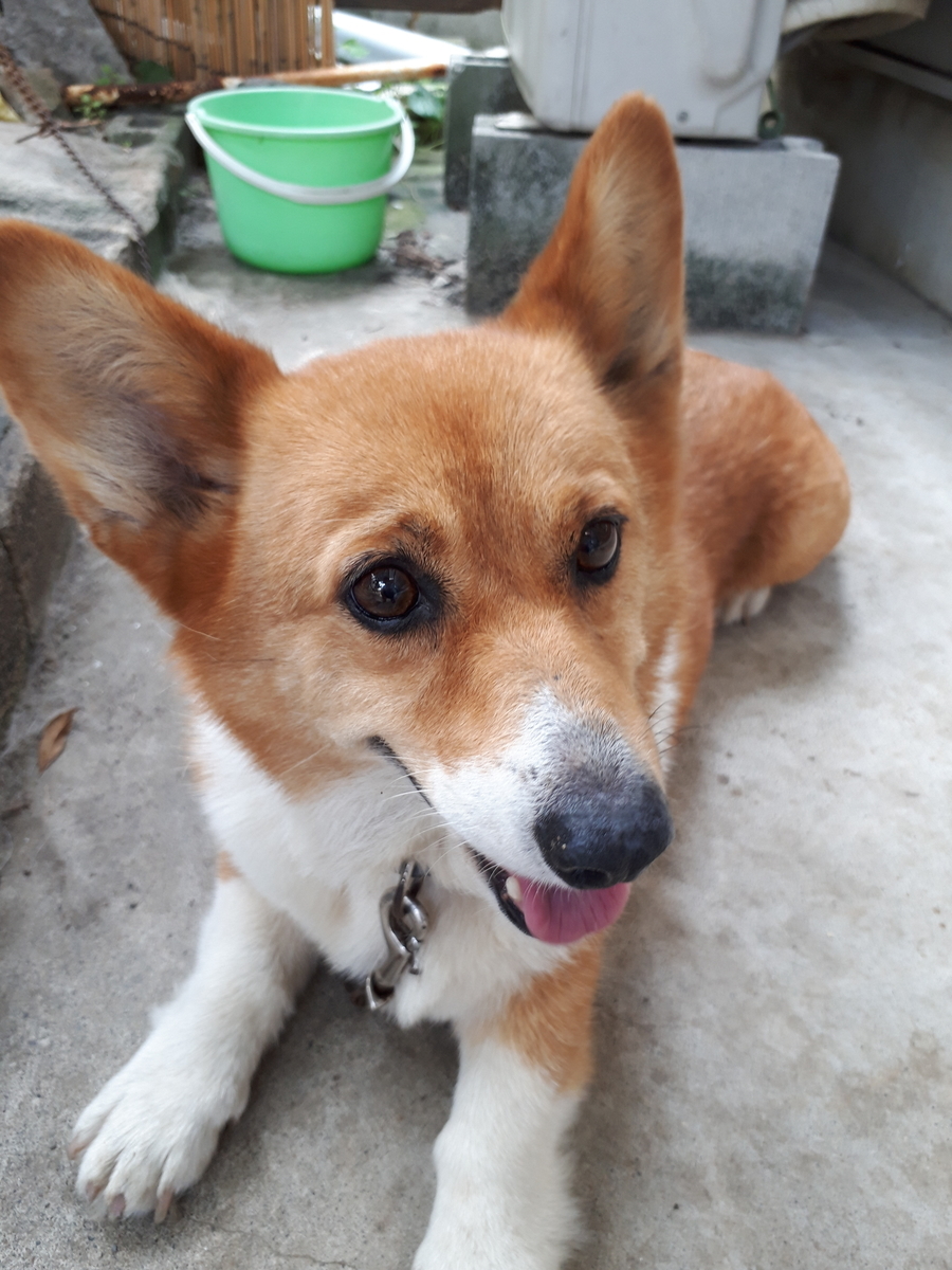 f:id:cogioya:20190403100231j:plain