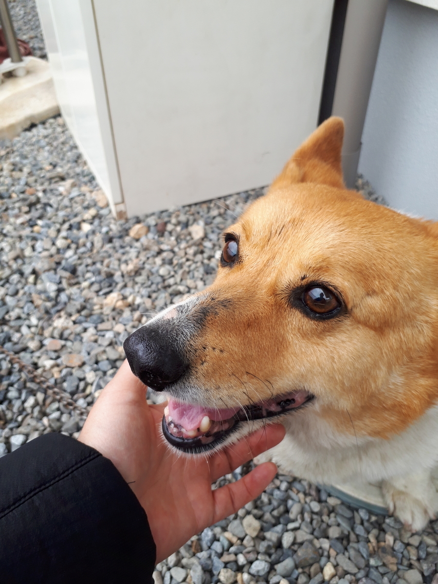 f:id:cogioya:20190424112836j:plain