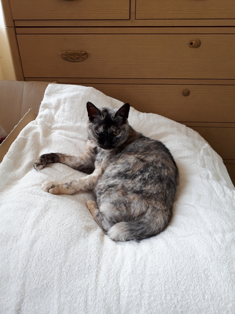 f:id:cogioya:20190425170420j:plain