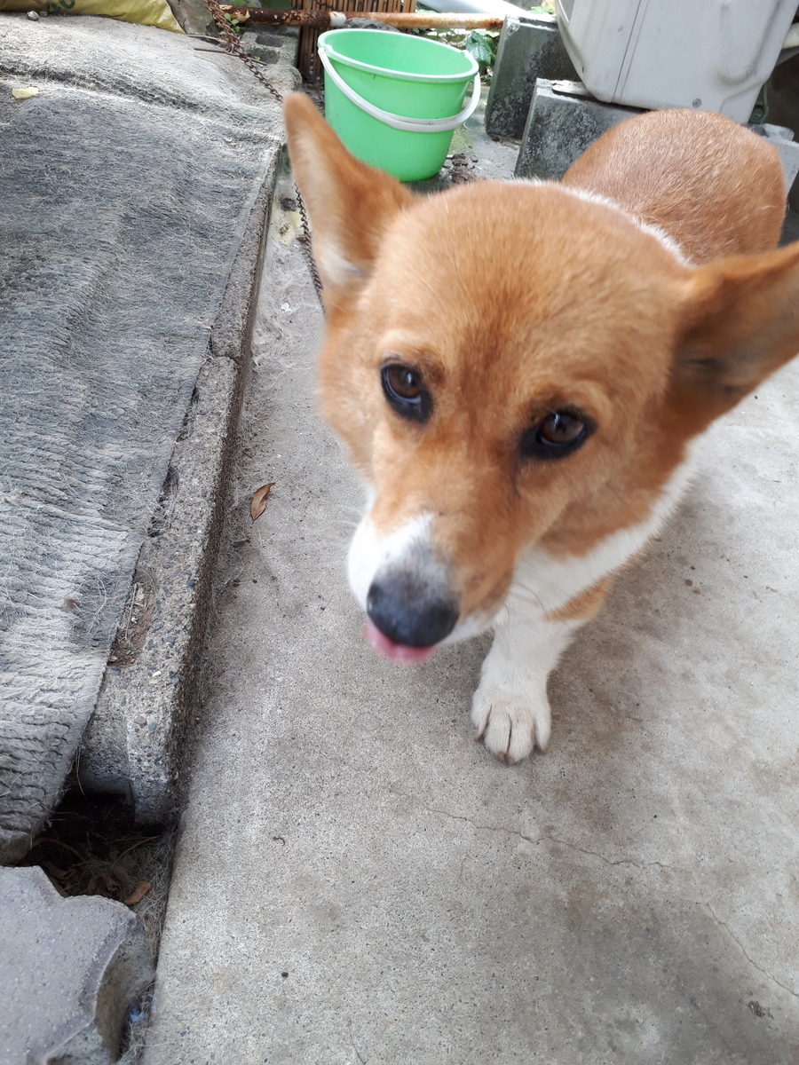 f:id:cogioya:20190509121116j:plain