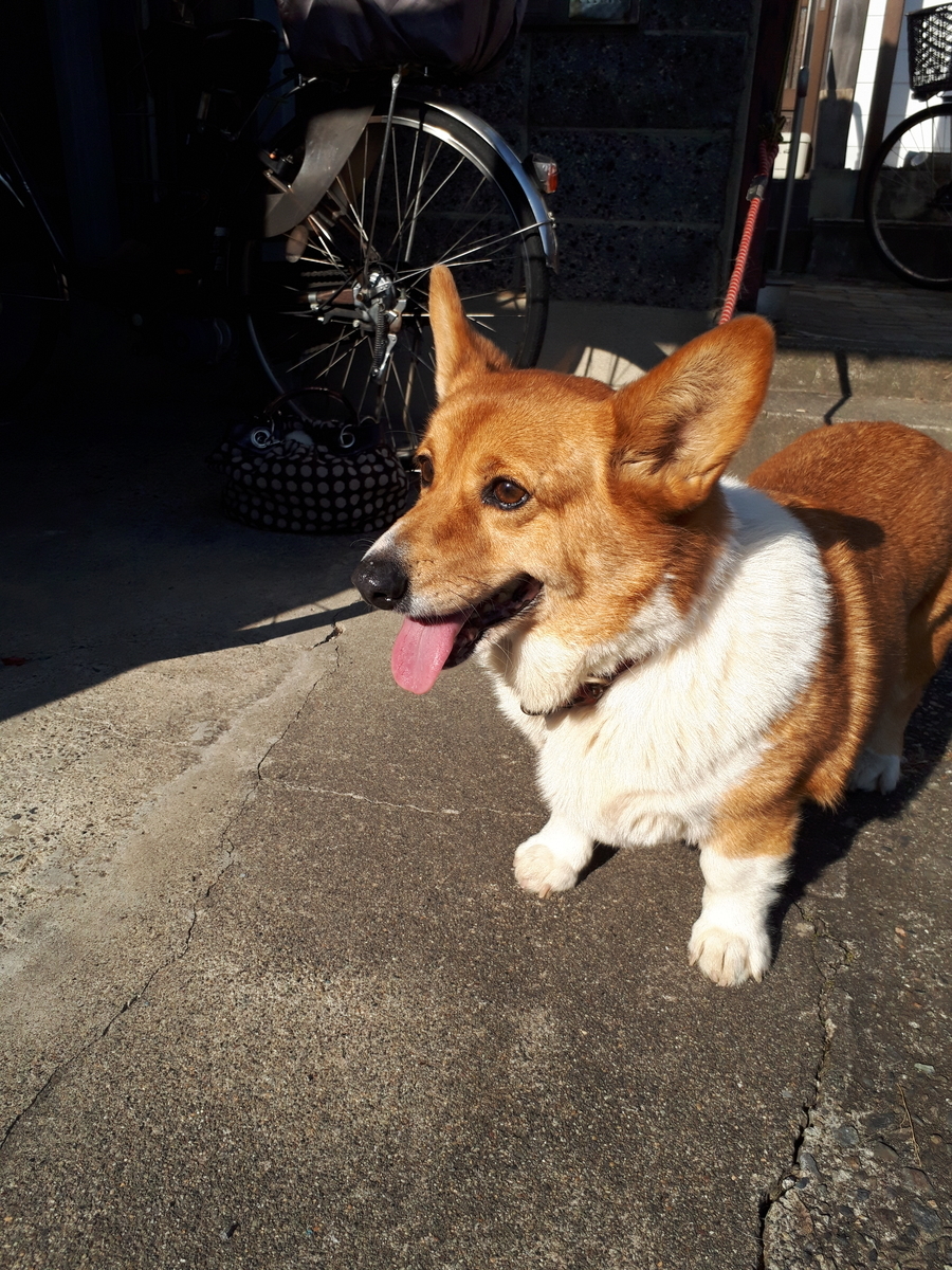 f:id:cogioya:20190509234327j:plain f:id:cogioya:20190509234327j:plain