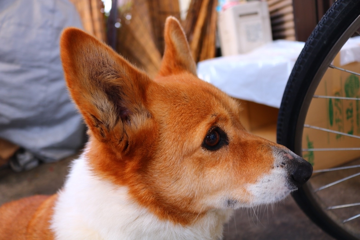 f:id:cogioya:20190511193510j:plain