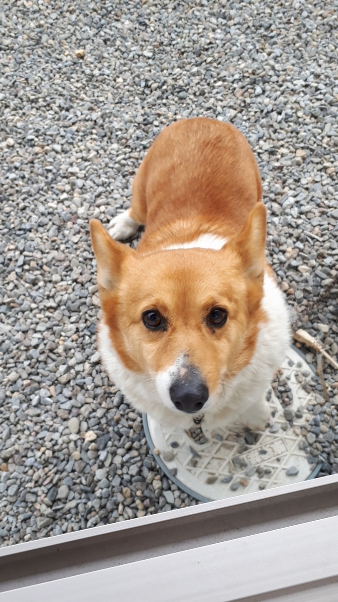 f:id:cogioya:20190511202218j:plain