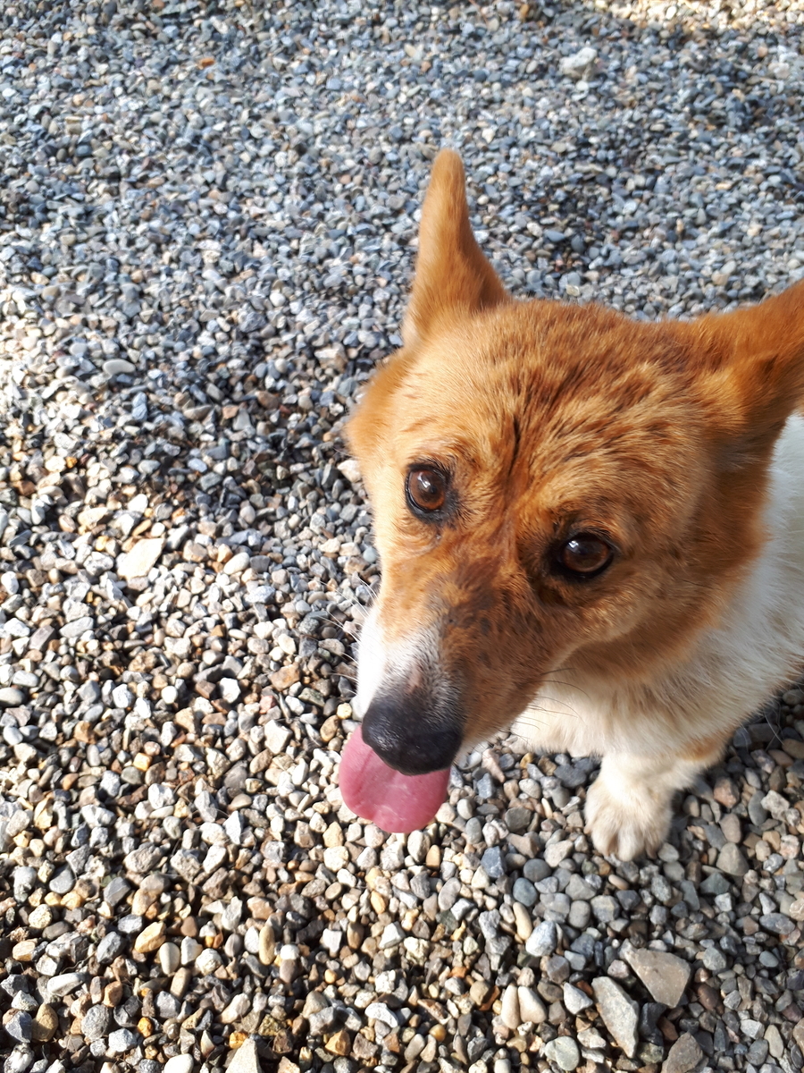 f:id:cogioya:20190519071151j:plain