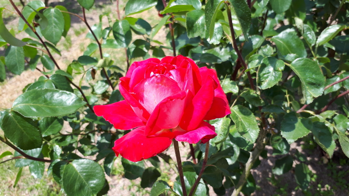 f:id:cogioya:20190523095138j:plain