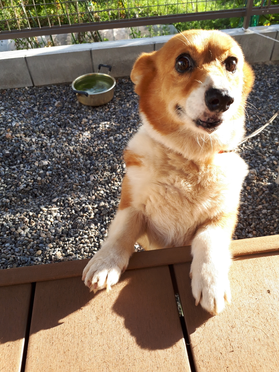 f:id:cogioya:20190524132802j:plain