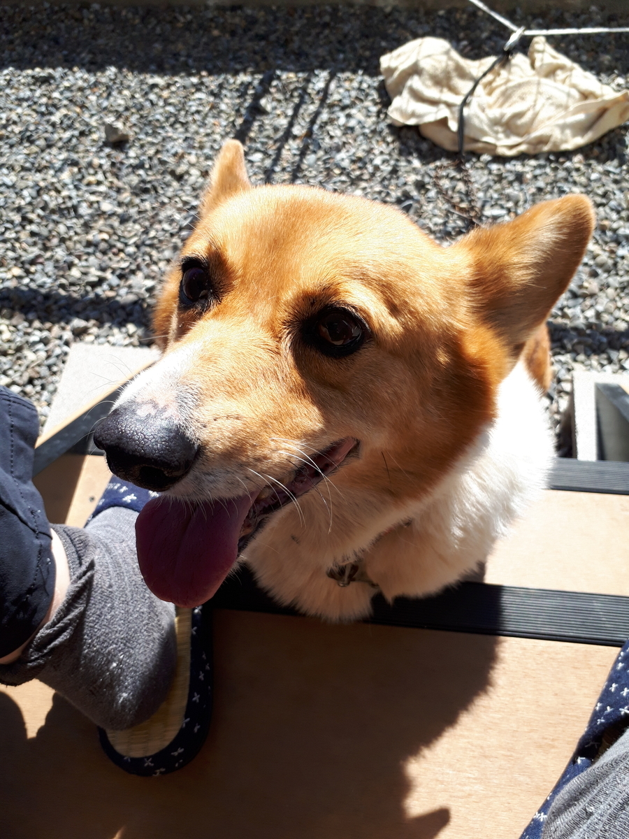 f:id:cogioya:20190531075828j:plain