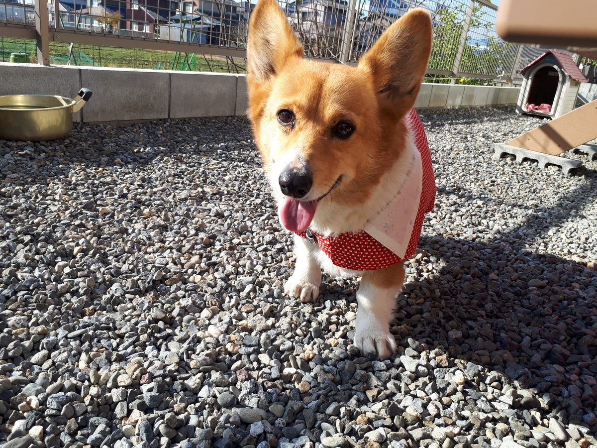 f:id:cogioya:20190601064018j:plain