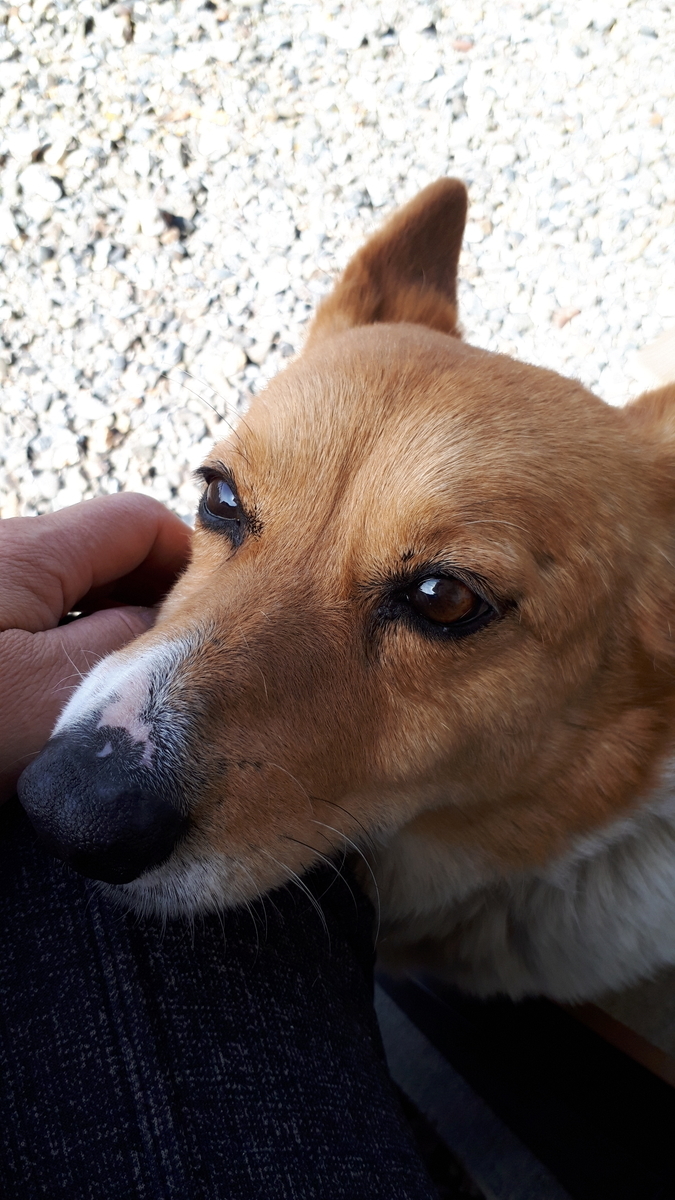 f:id:cogioya:20190603221432j:plain