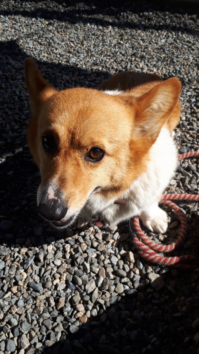 f:id:cogioya:20190609054411j:plain f:id:cogioya:20190609054411j:plain