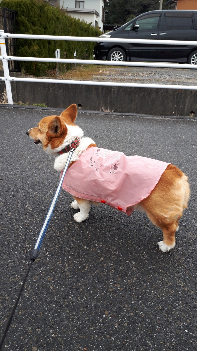 f:id:cogioya:20190609202103j:plain