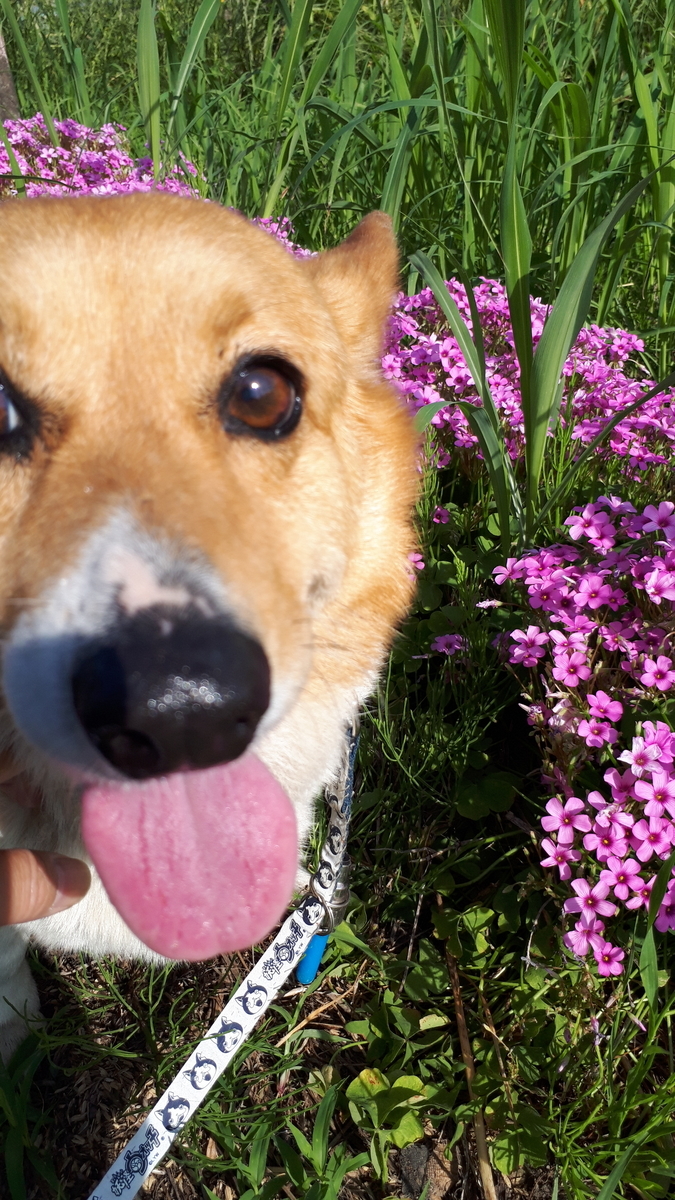 f:id:cogioya:20190620191859j:plain