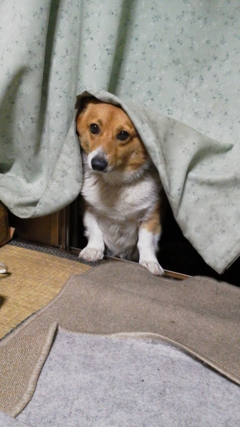 f:id:cogioya:20190625061101j:plain