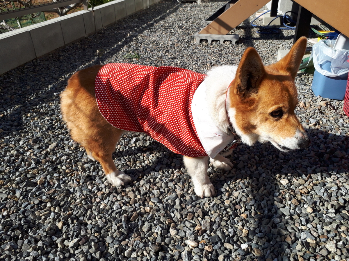 f:id:cogioya:20190627233008j:plain f:id:cogioya:20190627233008j:plain