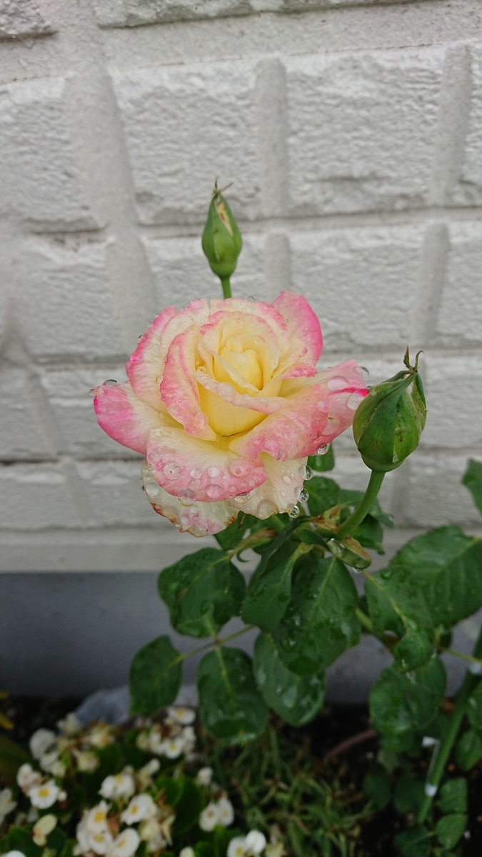 f:id:cogioya:20190628081749j:plain f:id:cogioya:20190628081749j:plain