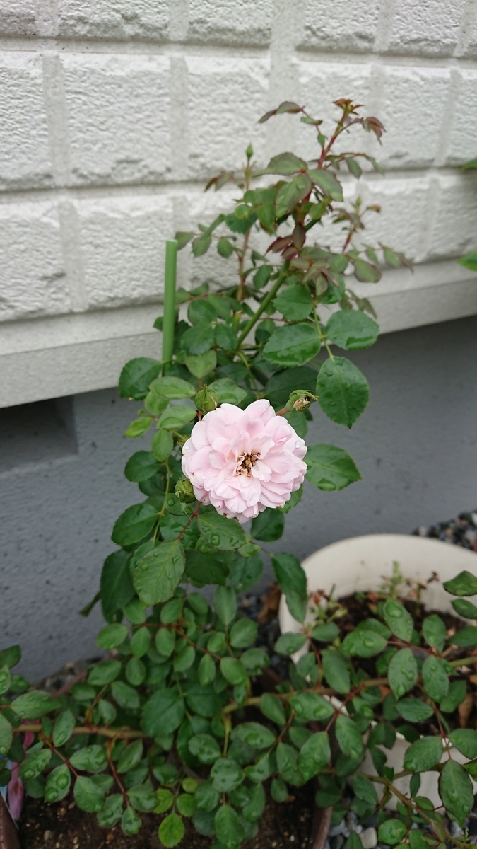 f:id:cogioya:20190628081921j:plain f:id:cogioya:20190628081921j:plain