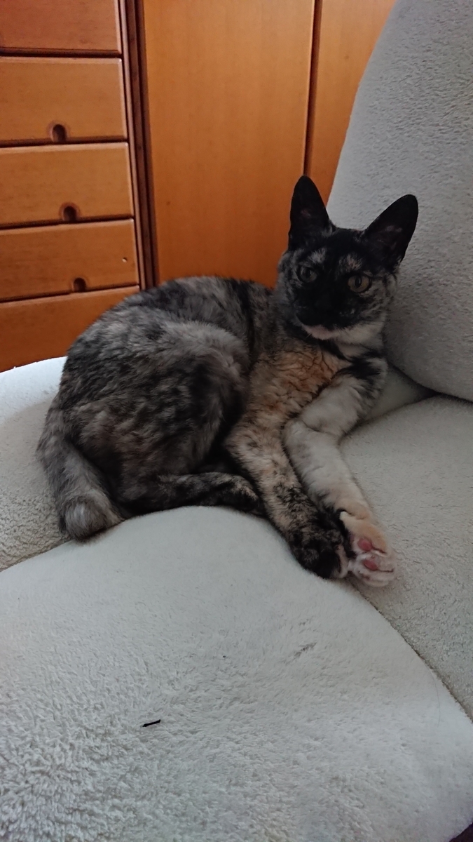 f:id:cogioya:20190630223139j:plain