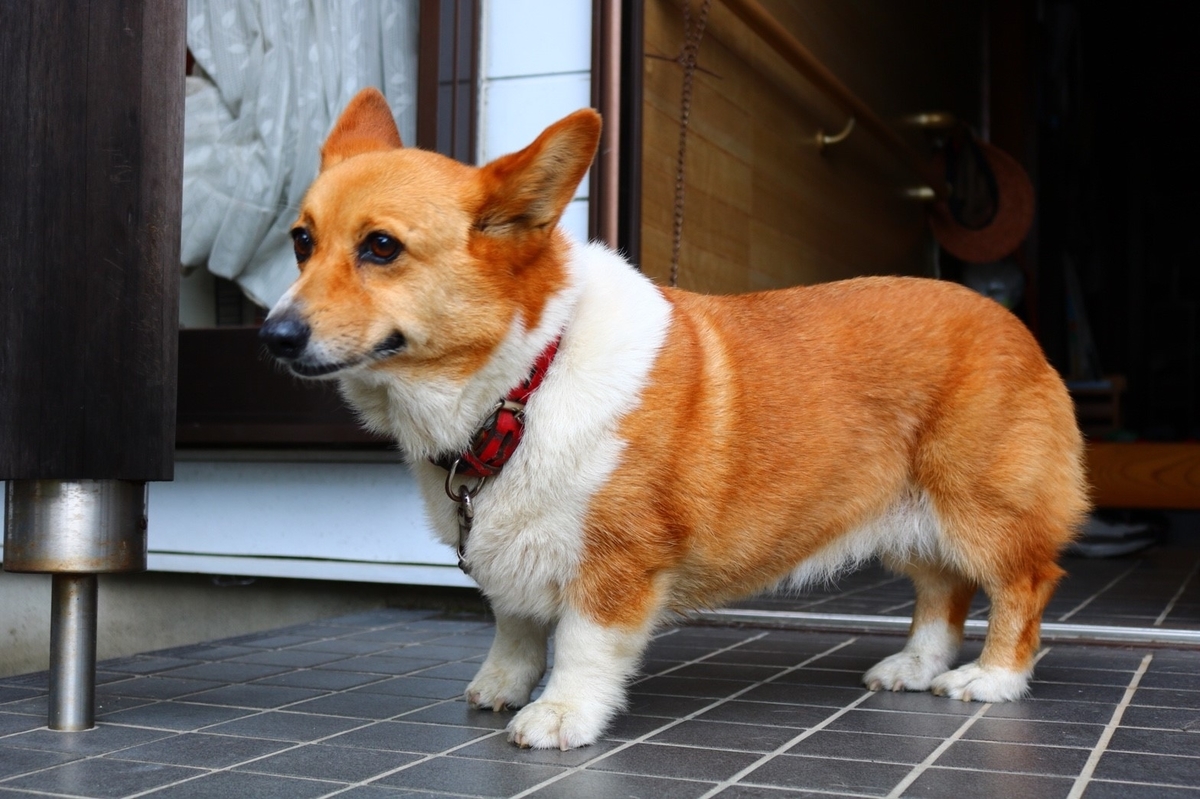 f:id:cogioya:20190706071311j:plain f:id:cogioya:20190706071311j:plain