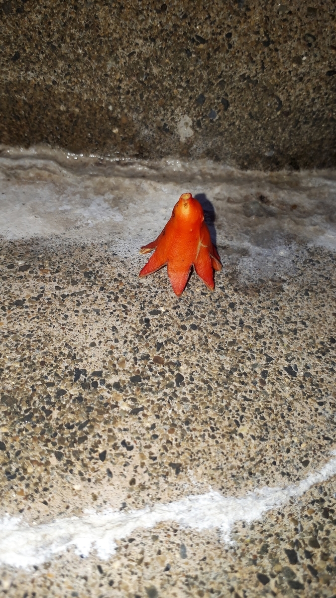 f:id:cogioya:20190714210143j:plain