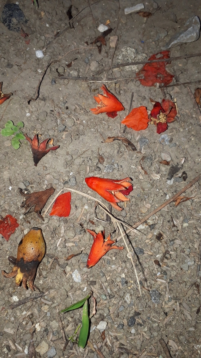 f:id:cogioya:20190714212152j:plain