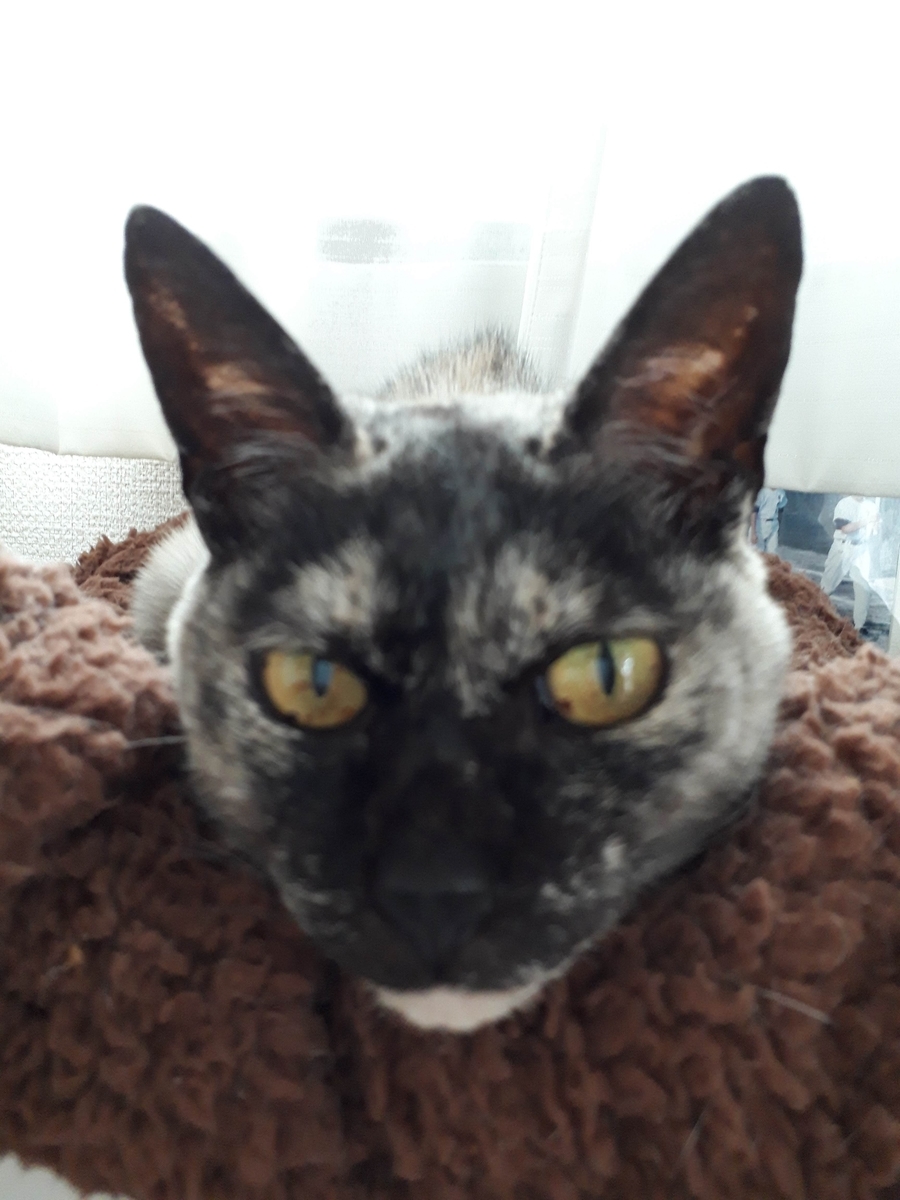 f:id:cogioya:20190722113757j:plain