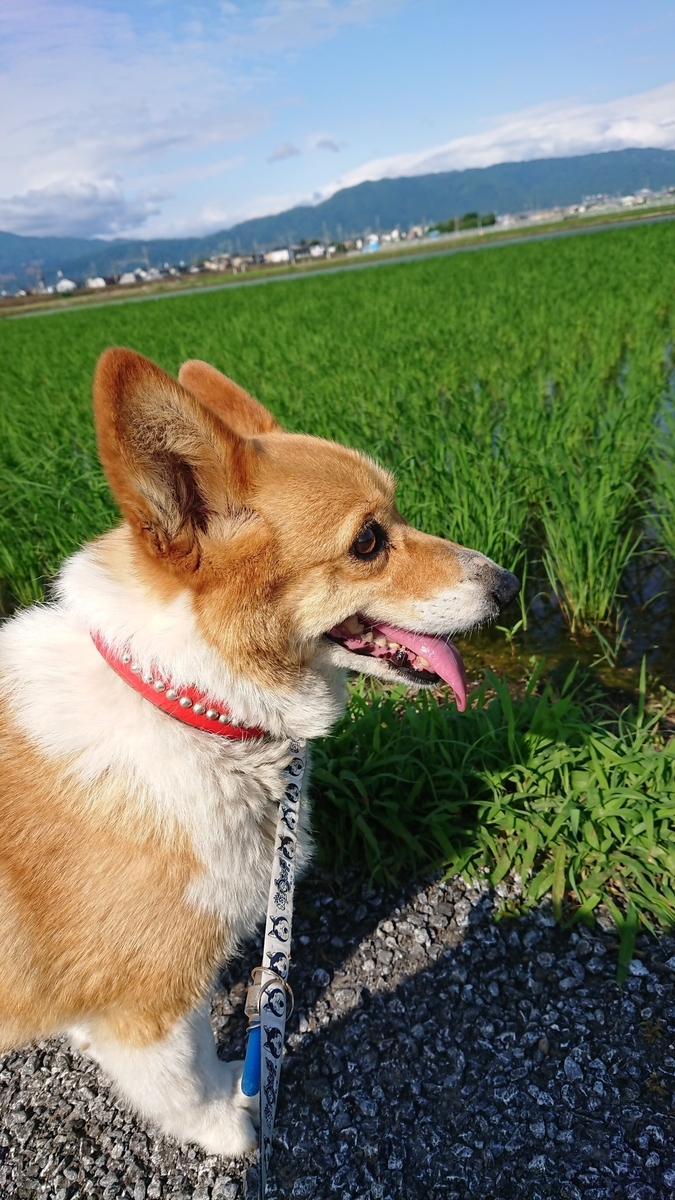 f:id:cogioya:20190727232928j:plain