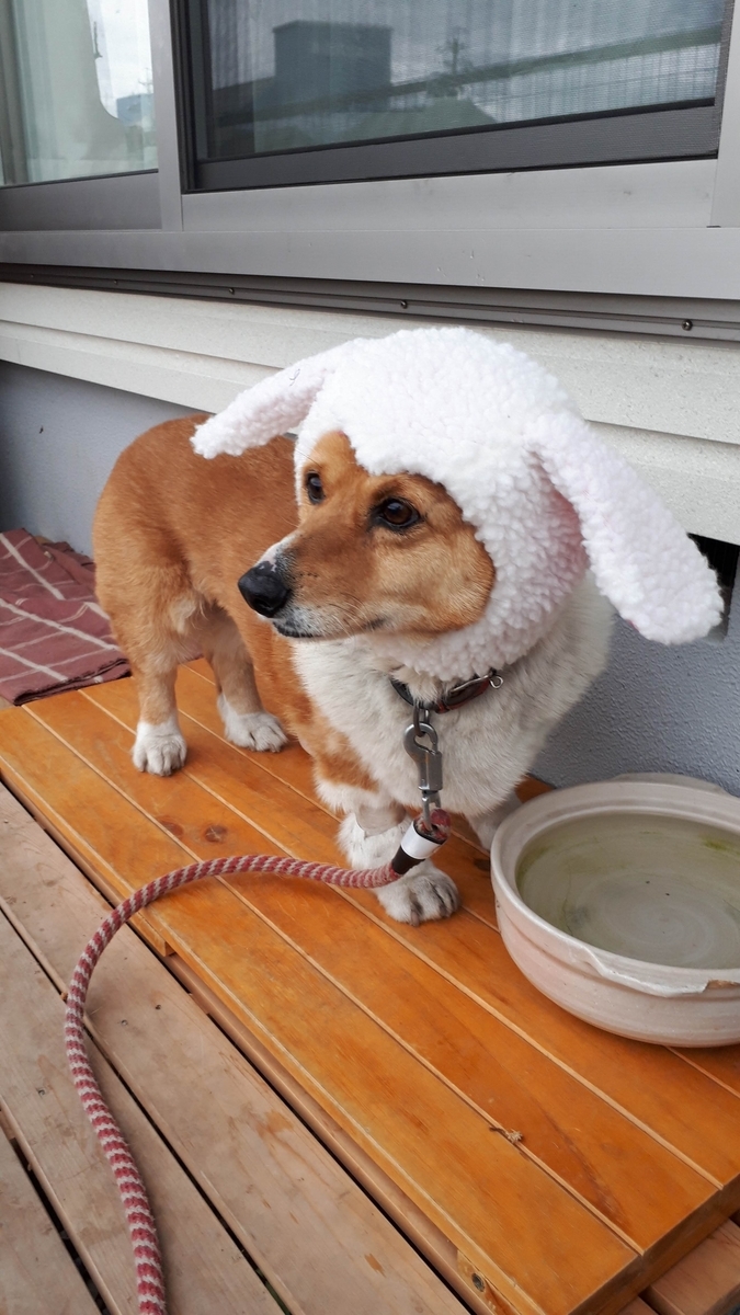 f:id:cogioya:20190727233400j:plain