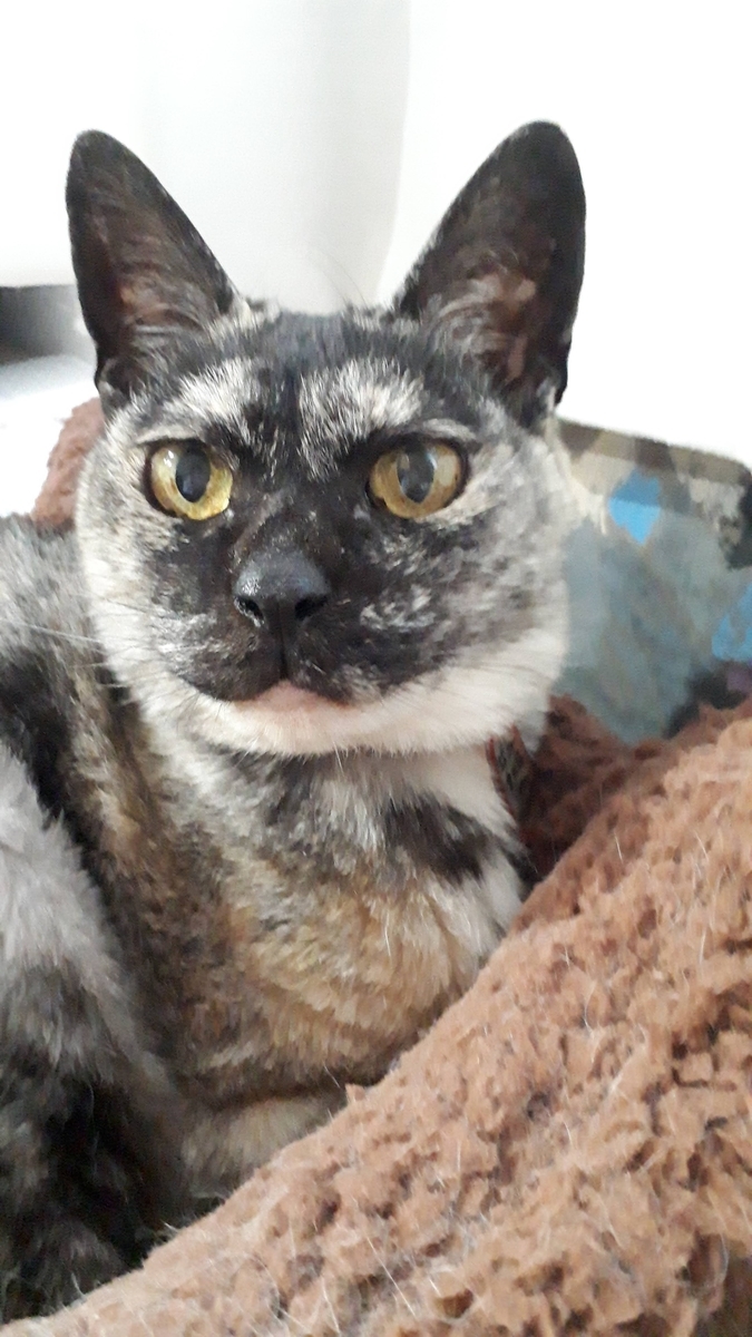 f:id:cogioya:20190728161040j:plain