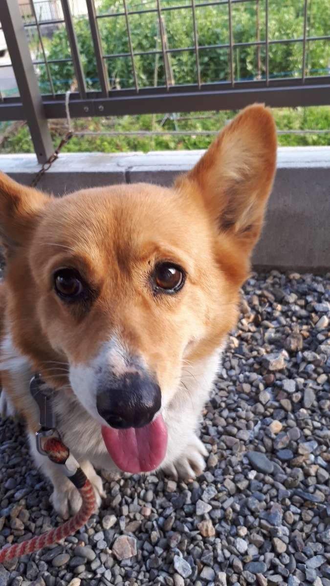 f:id:cogioya:20190728212529j:plain