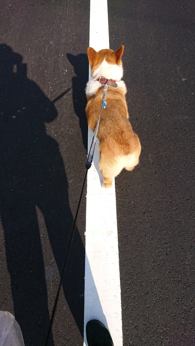 f:id:cogioya:20190729085808j:plain